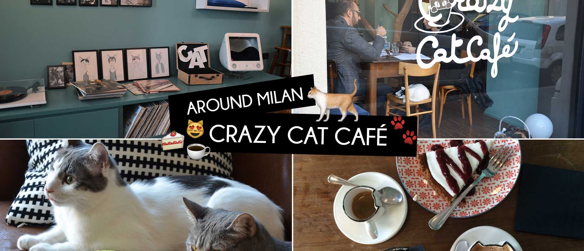 An unusual experience: visit the Crazy Cat Cafe near our hotel in Milan!
